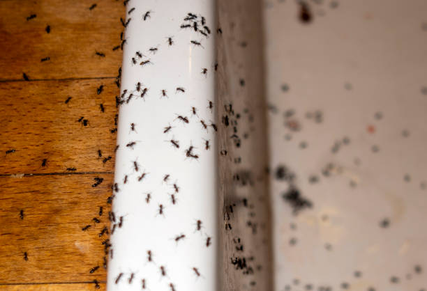 Best Pest Prevention Services  in Millersburg, OH